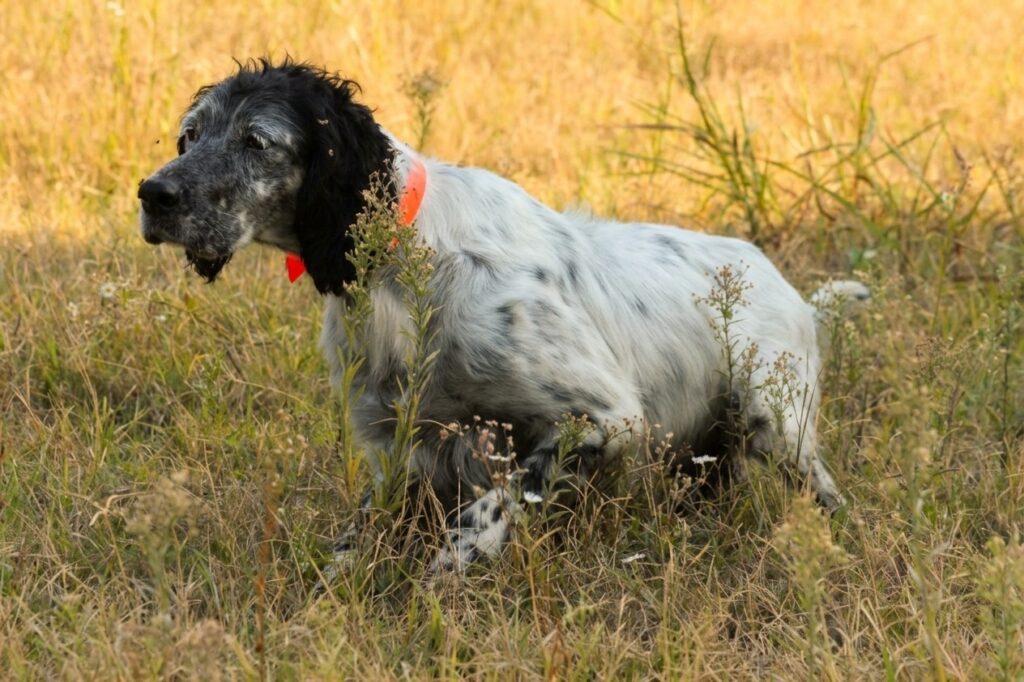 setter inglese