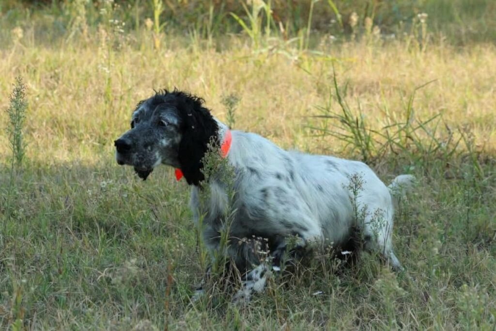 setter inglese