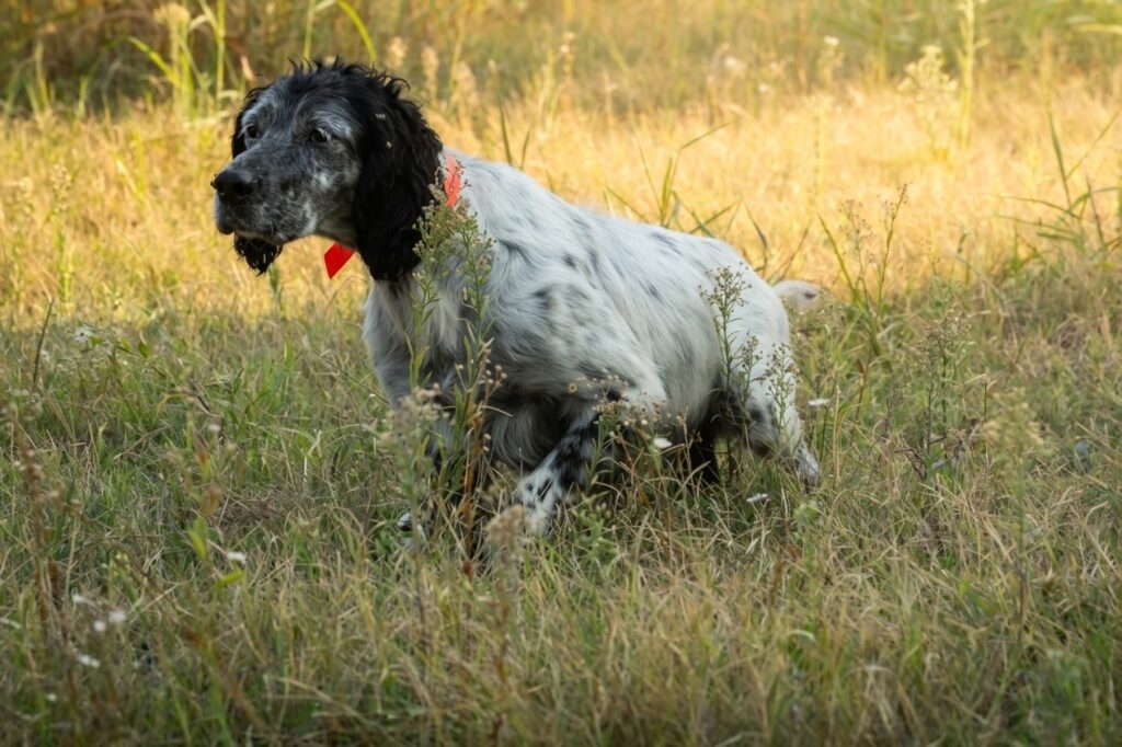 setter inglese