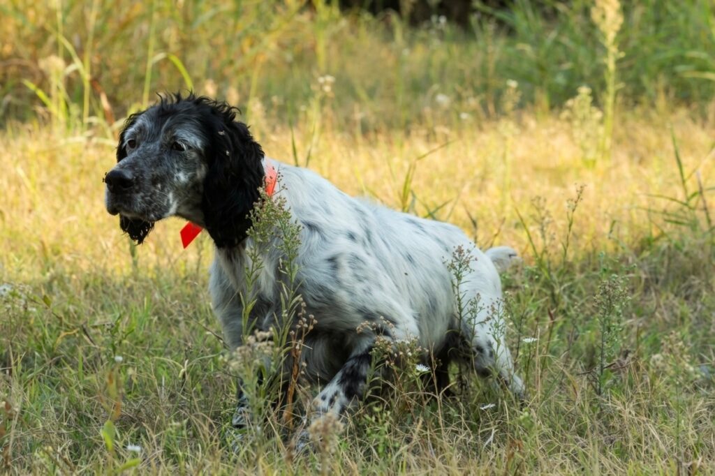 setter inglese