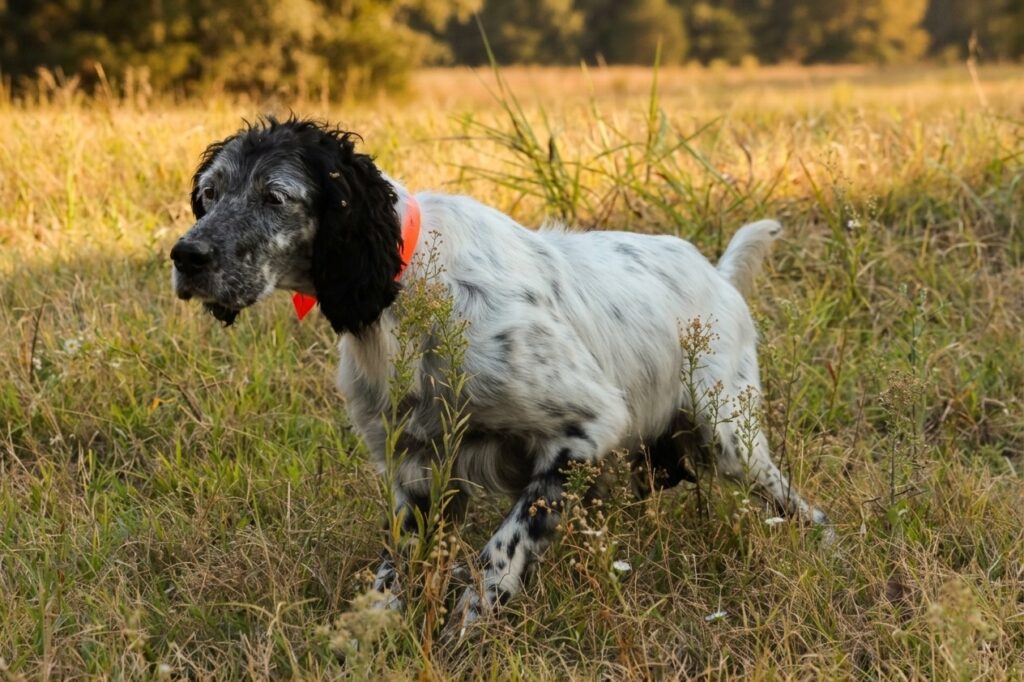 setter inglese