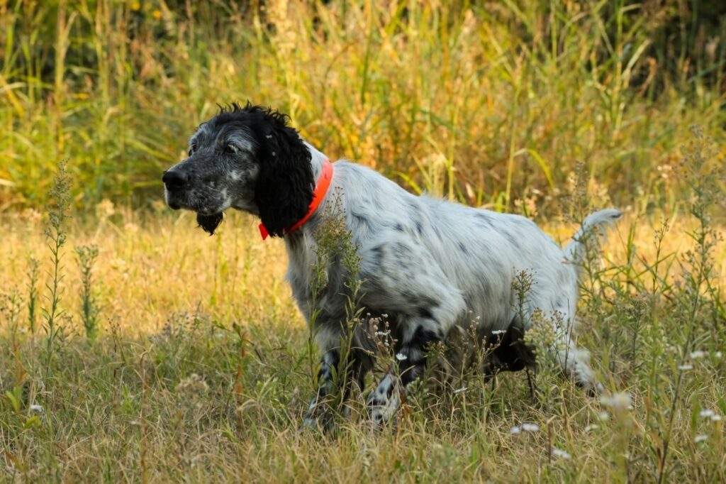 setter inglese