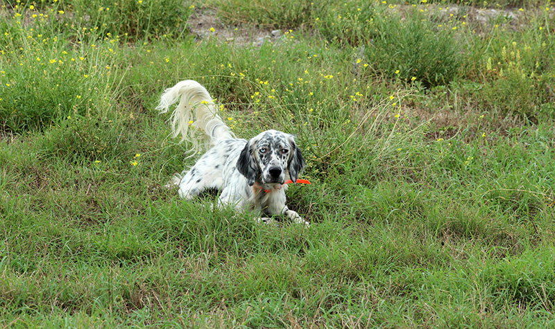 setter inglese