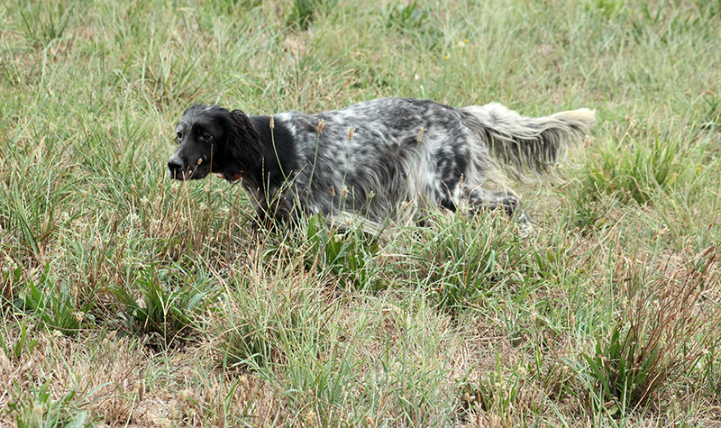 setter inglese