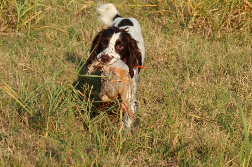 springer spaniel