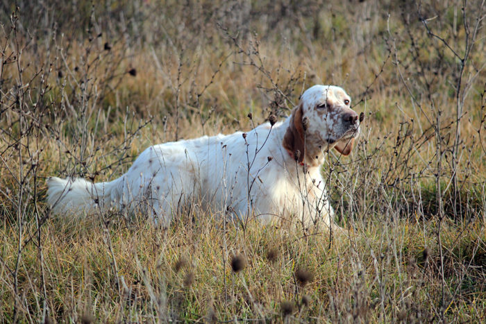 cani da caccia storia e razze il setter inglese