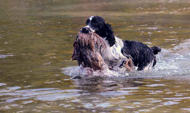 Razze cani da caccia: Springer Spaniel