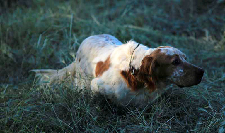 Simulatore Di Sparo Per Addestramento Cani - In Acciaio E Ottone, Compatto, Per Cani Da Caccia E Gare Cinofile