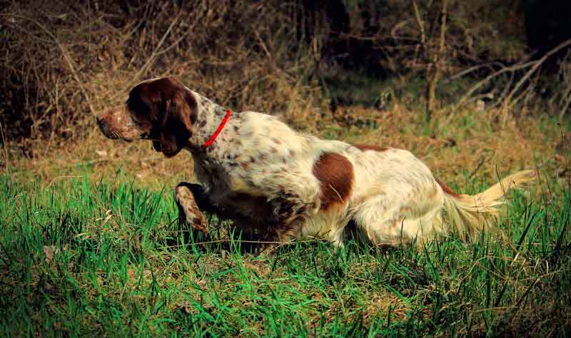 Setter Inglese